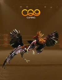 AOG Gaff Cockfight