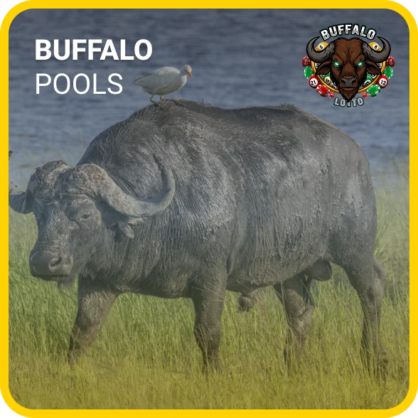Buffalo